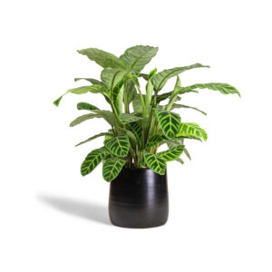 Sharpex Simple Dual Colour Flower Pot